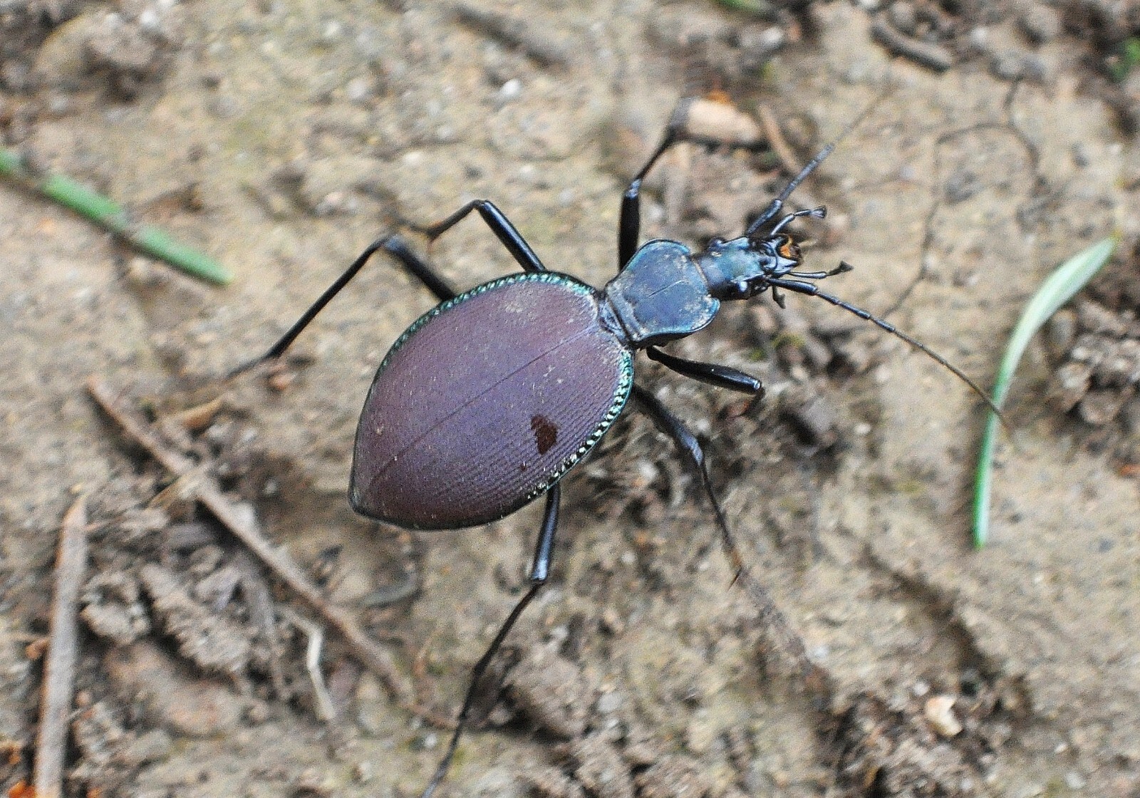 Carabidae: Scaphinotus angusticollis from Pacific Northwest, A1.