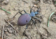 Carabidae: Scaphinotus angusticollis from the Pacific Northwest, A1.