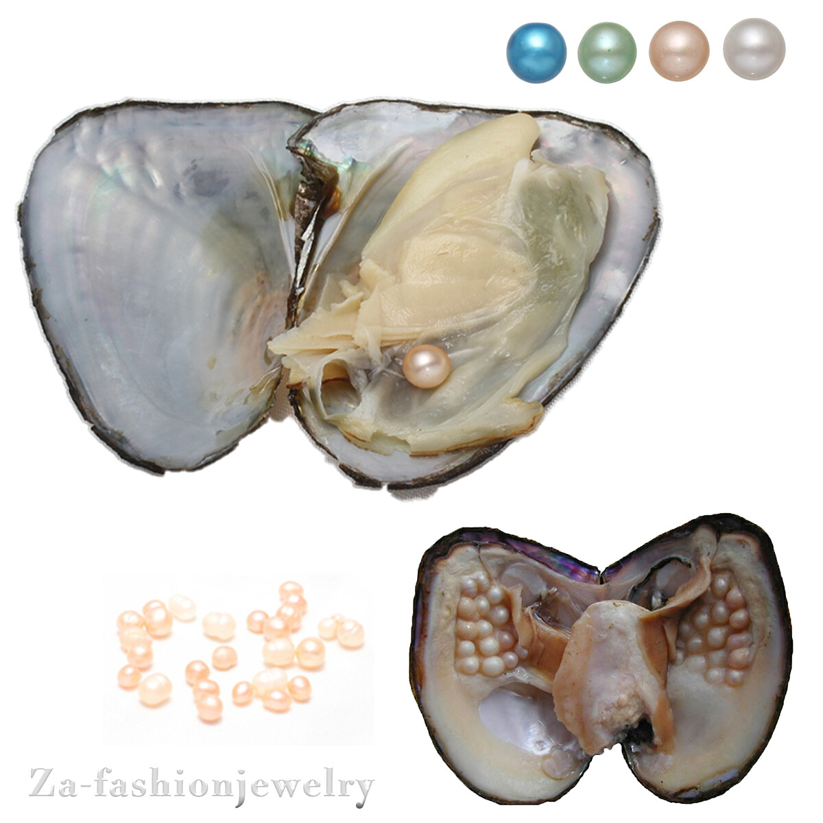 Do Oysters Make How Do You Find Pearls Do You Get Pearls From