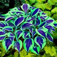 Hosta Seeds - 100+ Blue Green Hosta Plants Seeds for Planting Outdoor