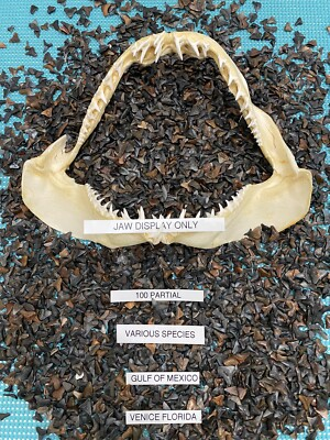 #ad LOT OF 100 PARTIAL SHARK TEETH FROM VENICE FLORIDA. $24.99