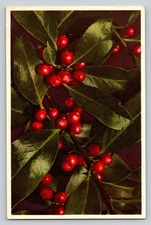 Laurel Cherry Postcard 1930s Unposted