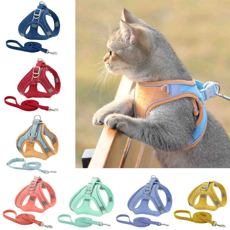 Kitten harness and leash 2025
