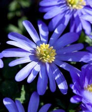 20 x ANEMONE BLANDA BLUE SHADES GARDENING BULBS BEAUTIFUL SPRING SUMMER FLOWERS