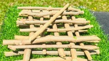 5 ORGANIC FRESH MORINGA OLEIFERA CUTTINGS FREE SHIPPING 