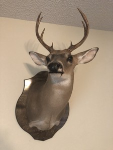 8 Point Whitetail Buck Deer Head Shoulder Mount Taxidermy Ebay Image Is Loading 8 Point Whitetail Buck Deer Head Shoulder Mount