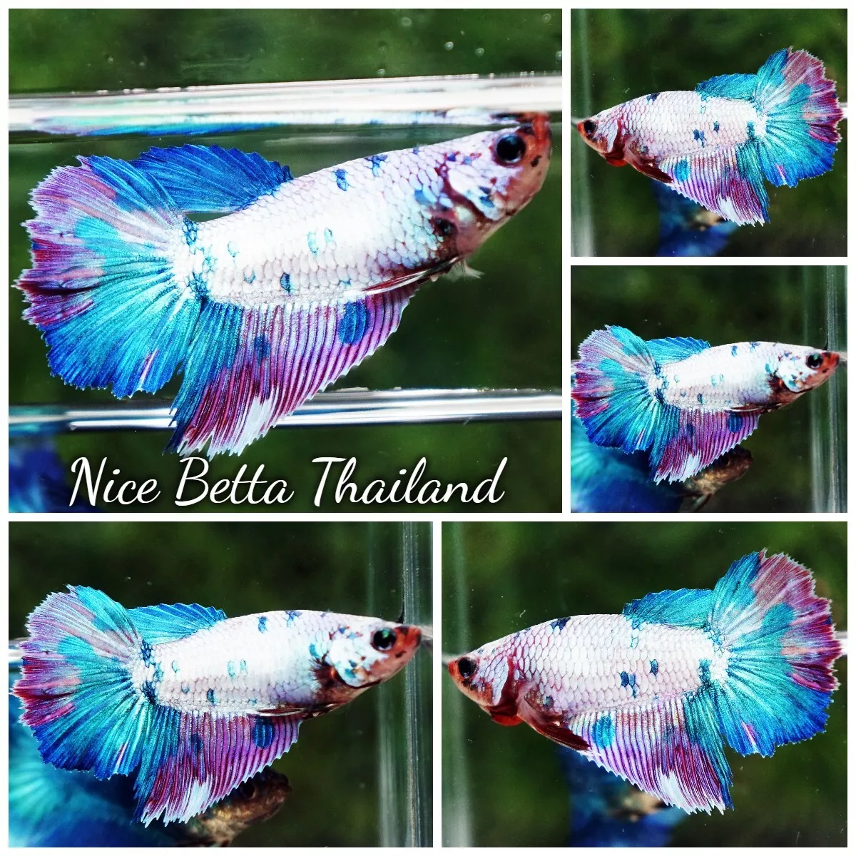 Betta Fish - Female HM Magical Purple Marble - By Nice Betta Thailand