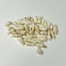 Lot Of 50 Assorted Small Coyote Teeth Real Cleaned Taxidermy Weird Odd Goth 3852