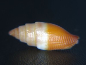 MITRA "NEBULARIA" TELESCOPIUM: CURRENTLY THE ONLY ONE ON EBAY @ 17.71MM!