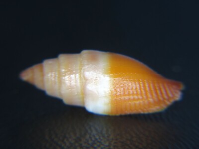 MITRA ''NEBULARIA'' TELESCOPIUM: CURRENTLY THE ONLY ONE ON EBAY @ 17.71MM!