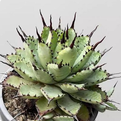 Agave americana L. Cactus Succulent Plant home beautiful cacti 7-9cm