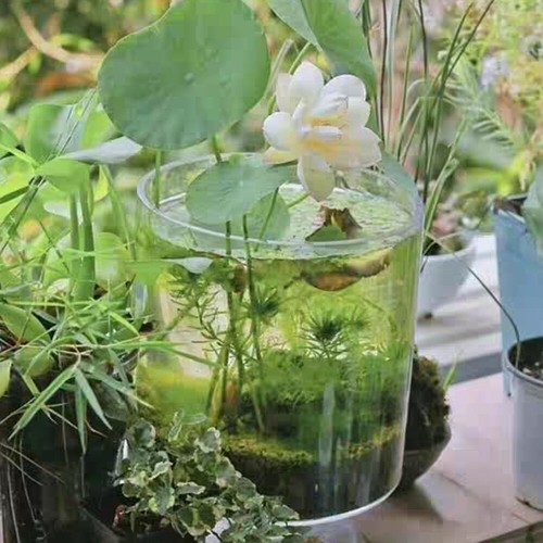 Potted Plants Hydroponic Plants 10PCS Lotus Seeds Water Lily Seeds Blooming 0 - Foto 15 di 22