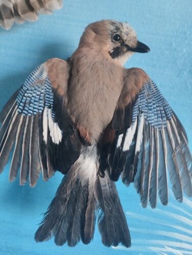 Taxidermy Off A Real Stuffed Jay  - Picture 1 of 12