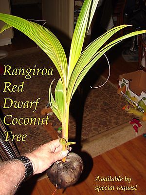 ~RED TAHITI RANGIROA~ Dwarf COCONUT Cocos nucifera JUST SPROUTED Sml Leaf Plant
