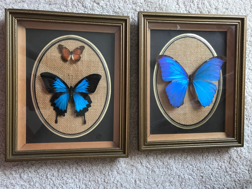 2 x VINTAGE RETRO BUTTERFLY TAXIDERMY IN GOLD FRAMES - Butterflies 28 x 23cm