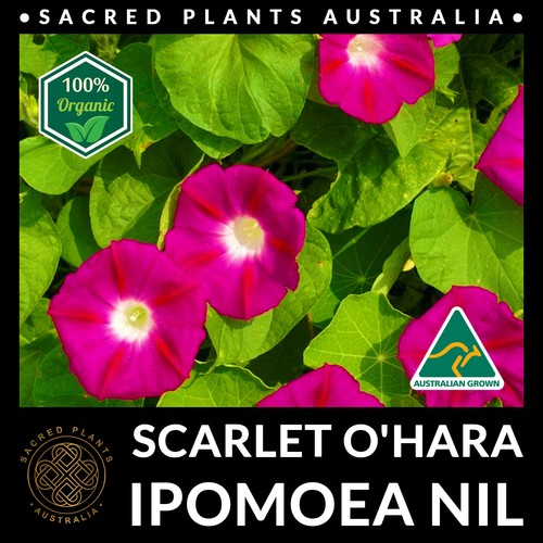 MORNING-GLORY Scarlett O'Hara 30 Seeds | Ipomoea Nil Sacred Aztec Shaman Plant - Picture 5 of 10