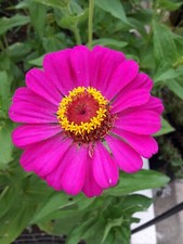 400 Semi Zinnia Elegans Dahlia Flowered Mix Zinnien Fiori giardino seeds