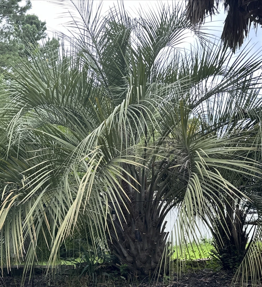 🌴 Pindo (Jelly) Palm Saplings 🌴 1x Per Order - 6-12in In Length! - Image 3 of 4