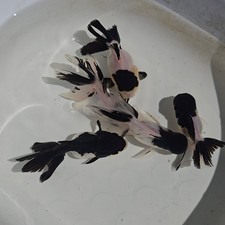 Live Fish Oranda Goldfish Juvenile Black cap Panda 2-2.5 inch Volume Discounts