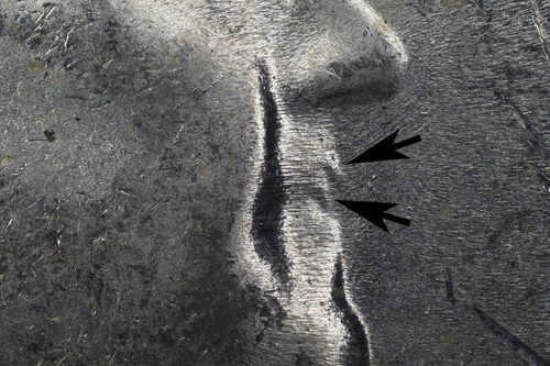 1955 Franklin Half Dollar Mint State  **Bugs Bunny Variety FS-401**