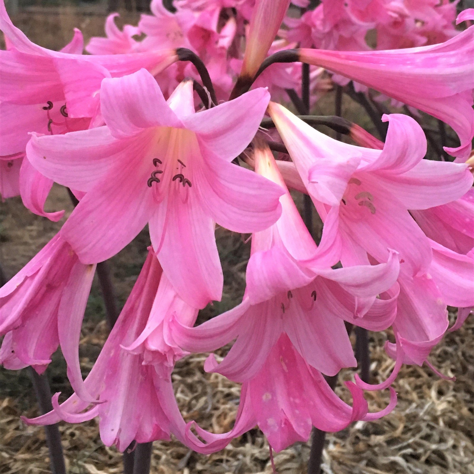 Easy to Grow Amaryllis Belladonna Lily Pink 3 Plant Bulbs, Summer Zones 7-10