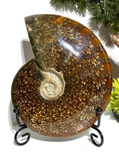 Large AA Specimen 392g Madagascan Crystal Fossil Millions Of Years Old Ammonite