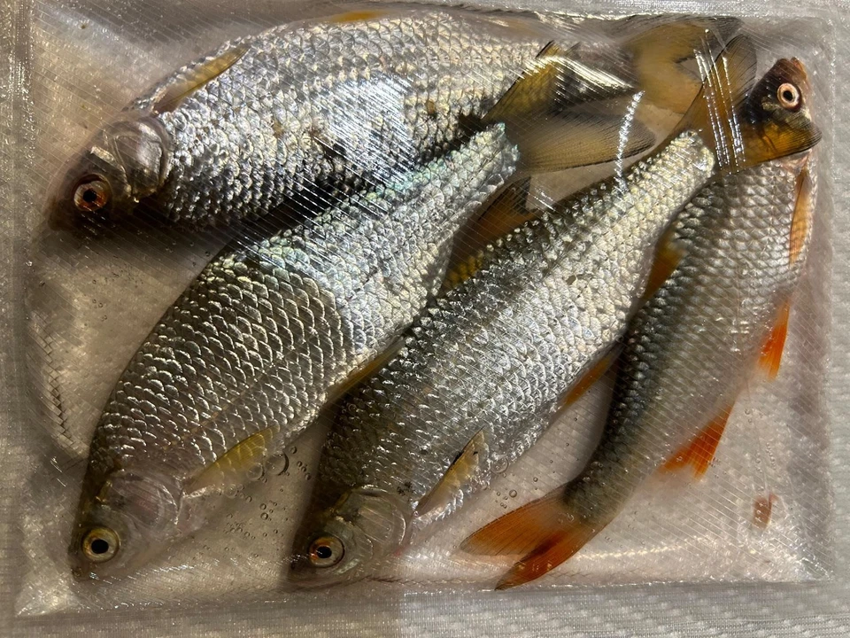 20-Köderfische Gefroren Rotaugen/Rotfedern Köfi 15-17cm (4er Packs) - Bild 3 von 3