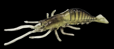 5 Stück JENZI UV-Shrimp - Real Shrimp Imitat mit UV 10 cm Nature