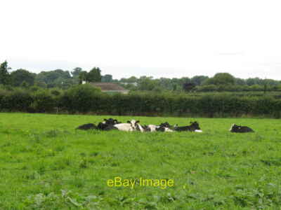 Photo 6x4 Cattle near Ballygeale Cattle lying on rich pasture. c2010