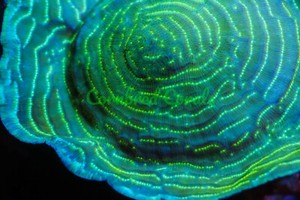 Cornbred's Limelight Lepto - Frag - LIVE CORAL