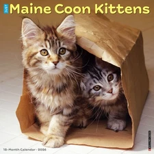 Maine Coon Kittens 2026 12" x 12" Wall Calendar (free shipping)