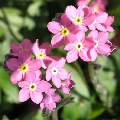 45 Forget Me Not Flower Seeds Pink Fragrant Perennial Myosotis Ebay