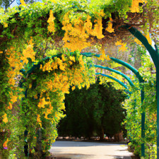 Dolichandra Cat's Claw Vine Creeper Flower Seeds - 15 Seeds