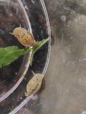 Pond Snails Live Freshwater Aquarium/Pond Algae Eater