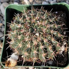 Notocactus orthacanthus