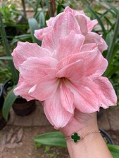 Pretty Imported Double Amaryllis Lily Baby Pink Flower Bulb Pack Of 3 Bulb