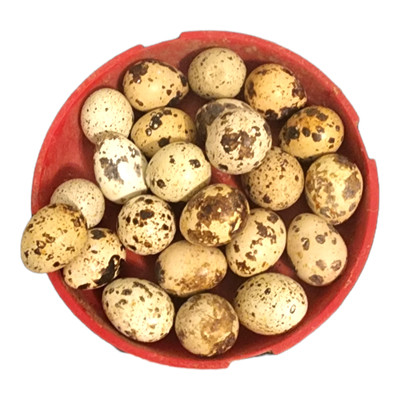 18+ FERTILE JUMBO BROWN Coturnix Quail Hatching eggs From Meat & Egg Birds 