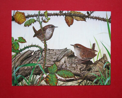 CHRIS SHIELDS 6,2'' x 4,7'' VINTAGE 1993 LIEBLINGSVÖGEL KUNSTKARTE ZAUNKÖNIG