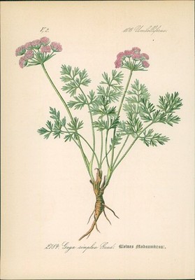 Chromolithographie : Kleines Madaunkraut. Gaya simplex Gaud. Umbelliferae. Syn. 