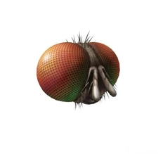 Robl0x | Freaky Fly Face Hat Bug SPECIAL PARTICLE EFFECTS - RARE Toy Code