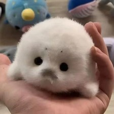 Seal Plush Keychain Bag Charm Cute Marine Animal Pendant Travel Souvenir