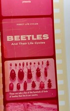 Encyclopedia Britannica Films Filmstrip Beetles And Their Life Cycles