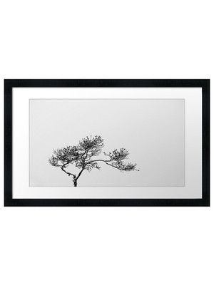 25.2.2022: Pine Tree II gerahmtes Wandbild Poster Druck Bild