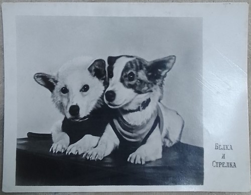 Russia USSR 1960 Space Dogs Laika Belka Strelka Propaganda postcard