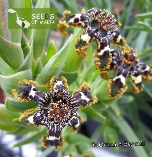 Ferraria crispa, F. undulata, Starfish lily, Starfish iris, 20-100 fresh seeds - Picture 6 of 12