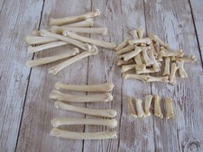 5 Red Fox Foot & 5 Red Fox Toe Bones Metatarsals Jewelry Supplies Craft
