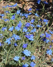 Lechenaultia biloba dark blue in 50mm Forestry Tube Small Flowering native plant