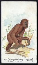 KIMURA - ANIMALS & BIRDS - AN ORANG OUTANG