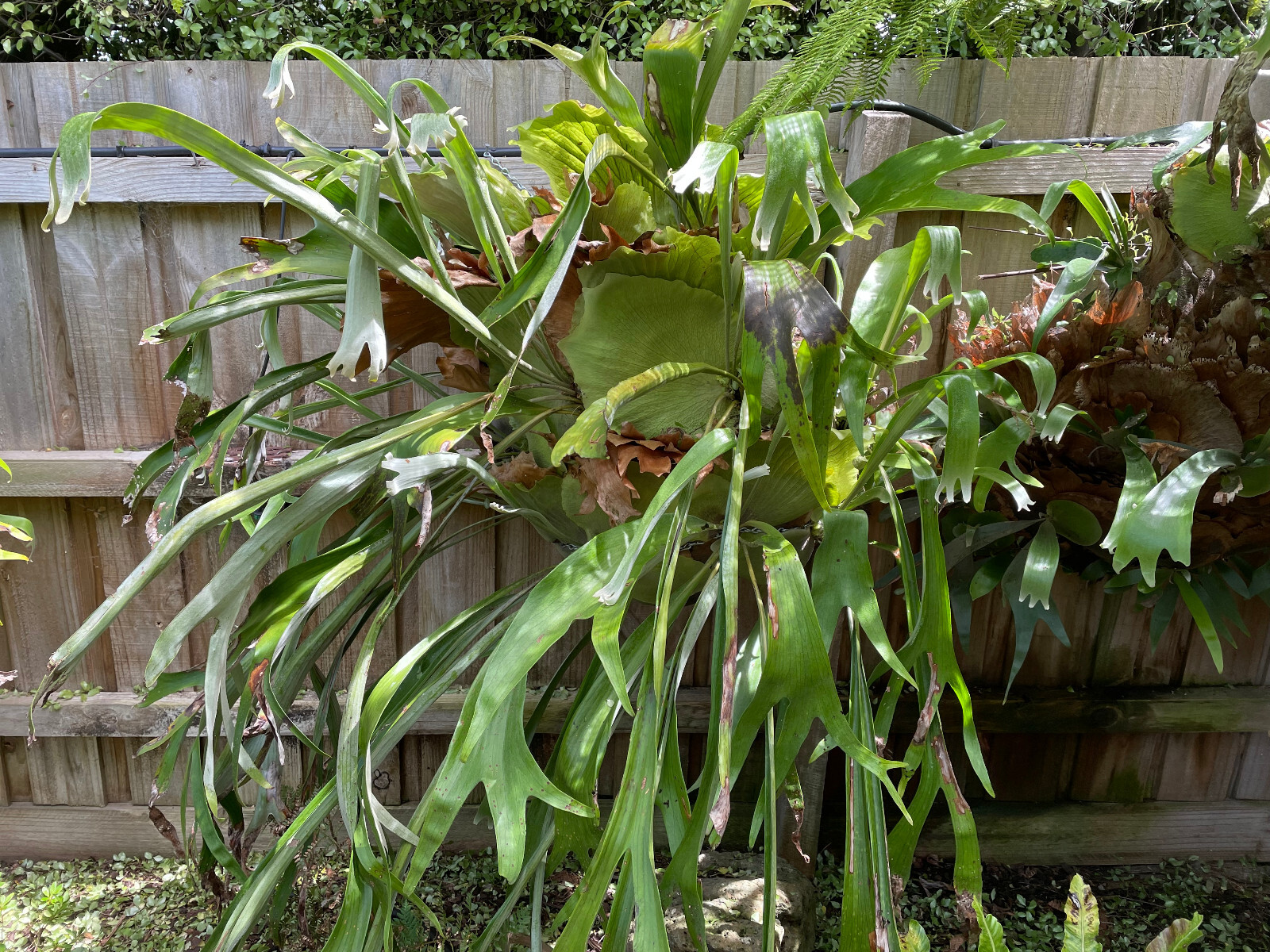 Elkhorn fern eBay