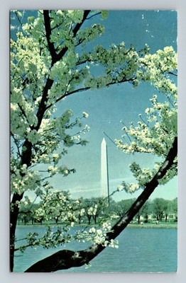 Washington Monument Cherry Trees Tidal Basin Washington,DC Vintage Postcard